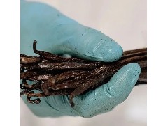 “ 不可少的香料 ”- 法国欧森缇马达加斯加香草精